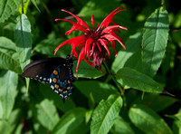 Beebalm butterfly