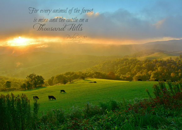 Praise on His hills