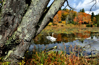 Bass Lake swans