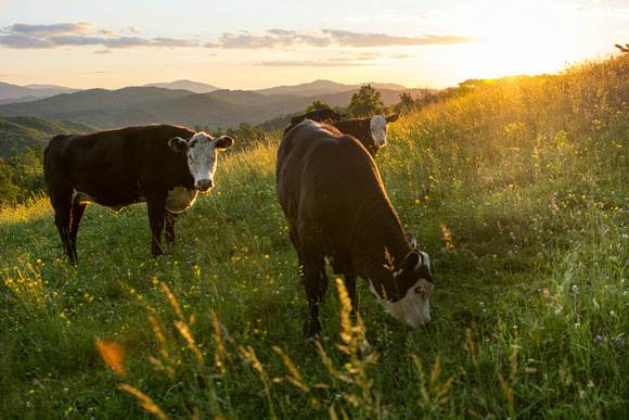 A calf at sunset