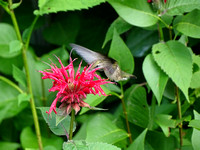 Bee balm hummer