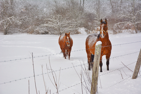 Snow Horses