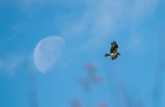 Osprey in the Moon
