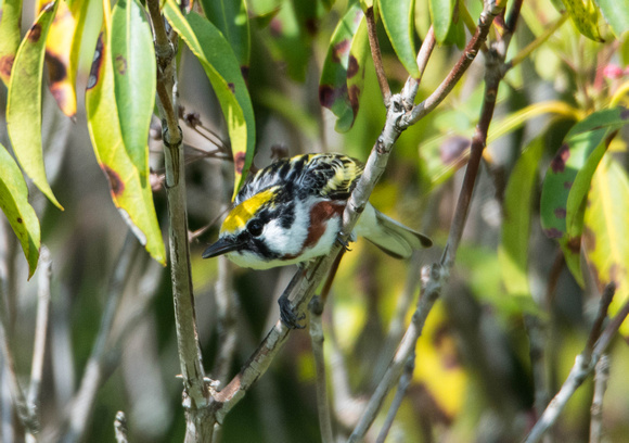chestnut sided warbler