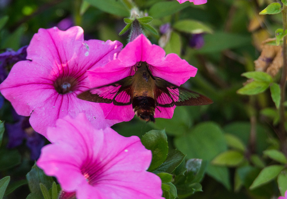 Hummingbird Moth in the Pink