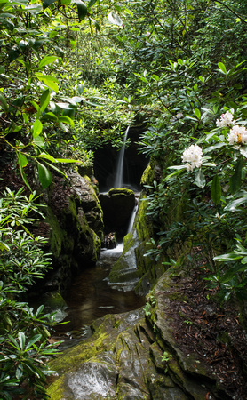 Rhododendron at Dugger Falls