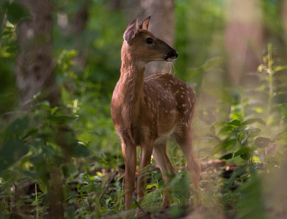 Fawn Reflections
