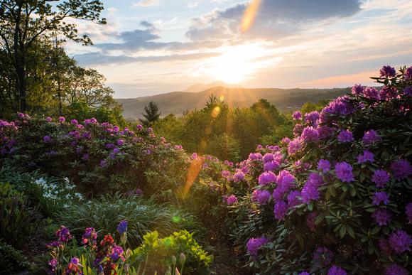 Rhododendrons at Sunrise