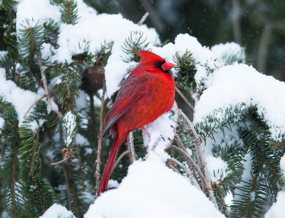 Christmas Card Cardinal