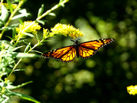 Monarch glass